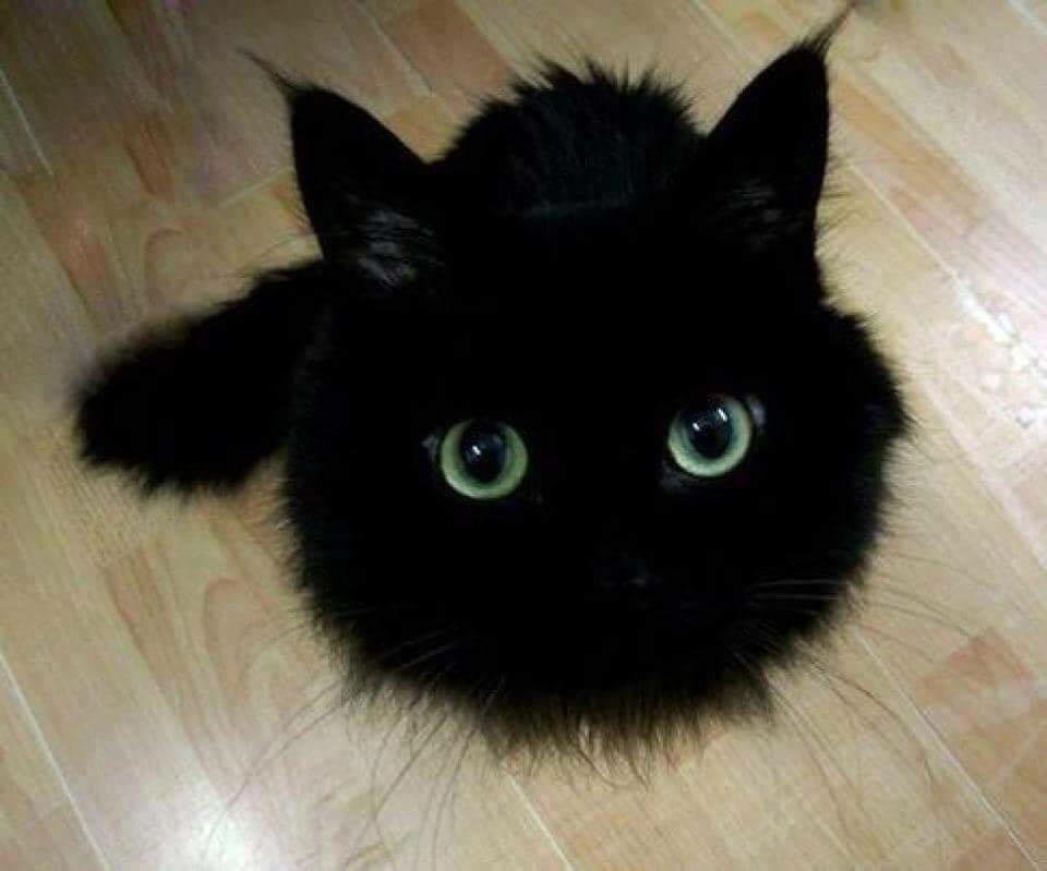 18448182_1435796616459606_365983151_n.jpg - zimny87