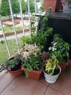 prezent od kolegi......... Uwielbiam kwiaty  :)