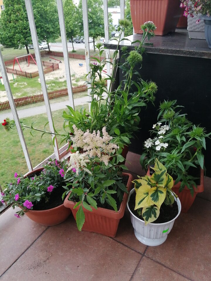 prezent od kolegi......... Uwielbiam kwiaty  :) - Diablica41