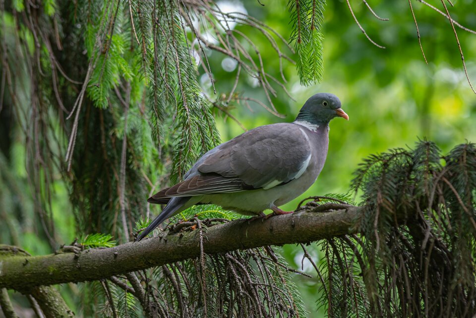 Jak kurczak na drzewie - mystic
