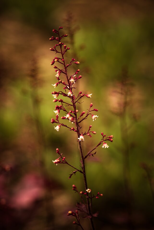 Coś tu kwitnie - mystic