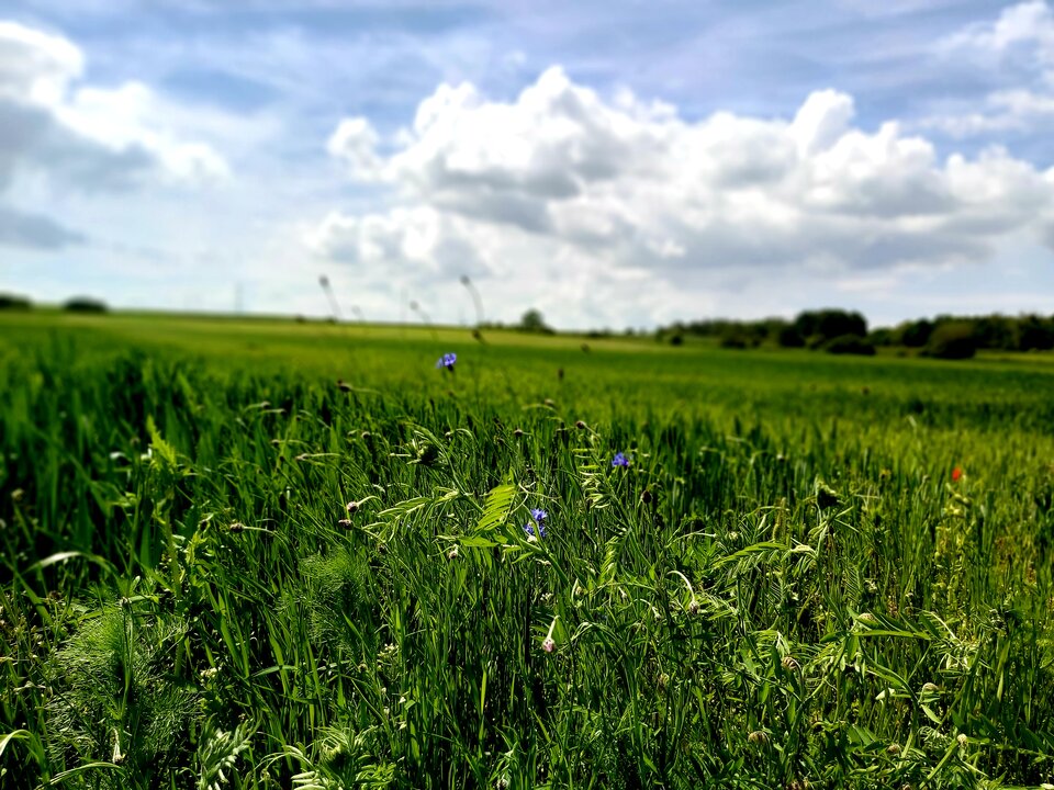 Zielono mi... - para_kochankow