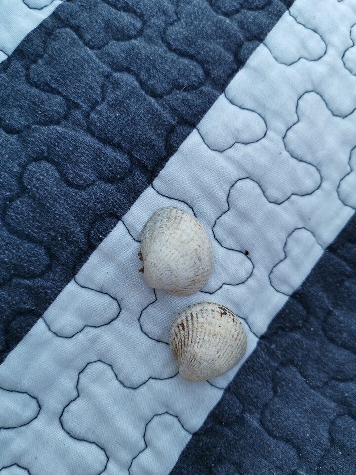 Do sprzedania 2muszelki, używane raz, priv... - Voresfraekkeliv