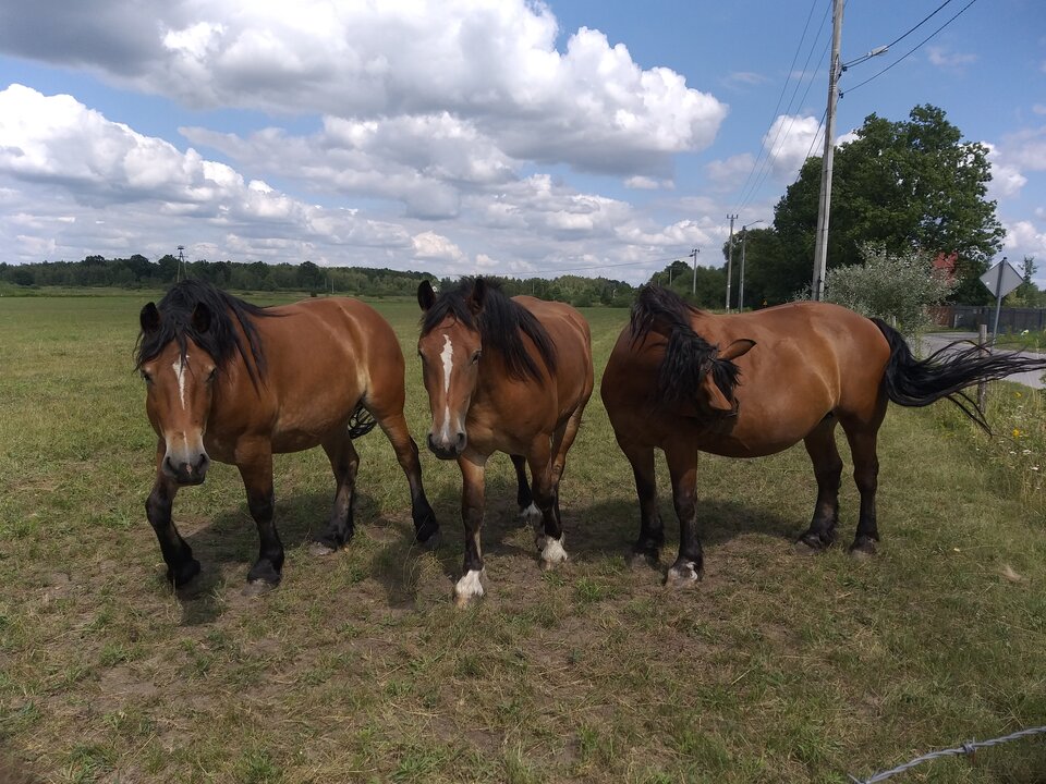 20190718_145110.jpg - niesforny1983