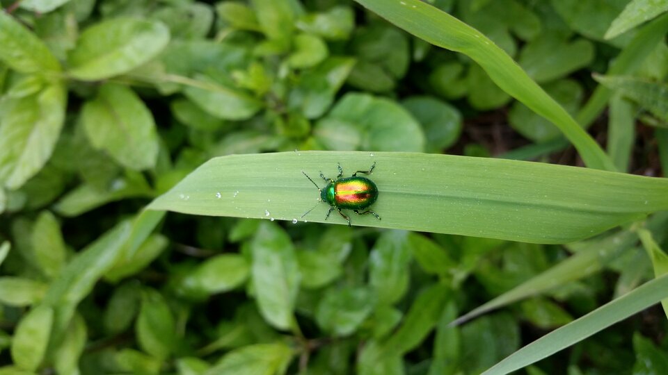 20200530_130733.jpg - skrad_dleihs