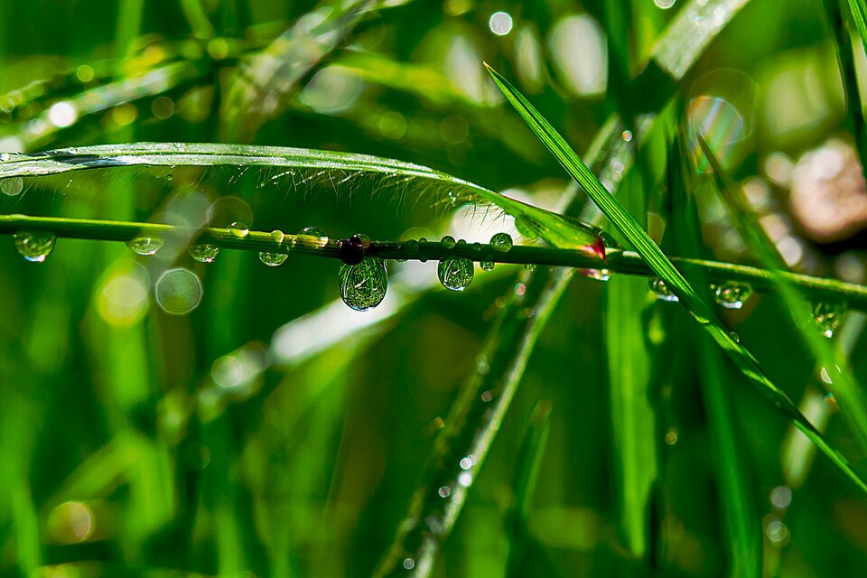 Park pod lupą 12 - mystic