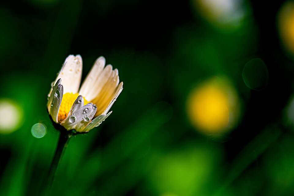 Park pod lupą 8 - mystic