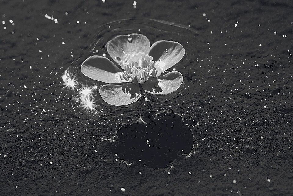 Park pod lupą 7 - mystic