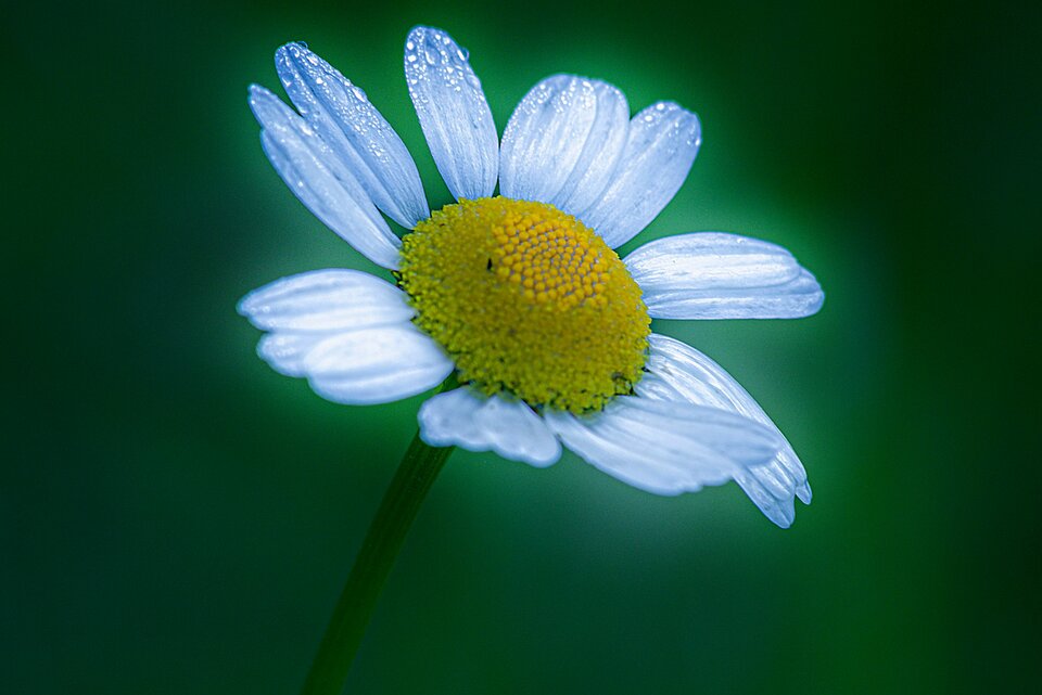 Park pod lupą 5 - mystic