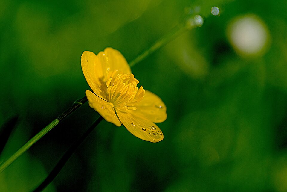 Park pod lupą 4 - mystic