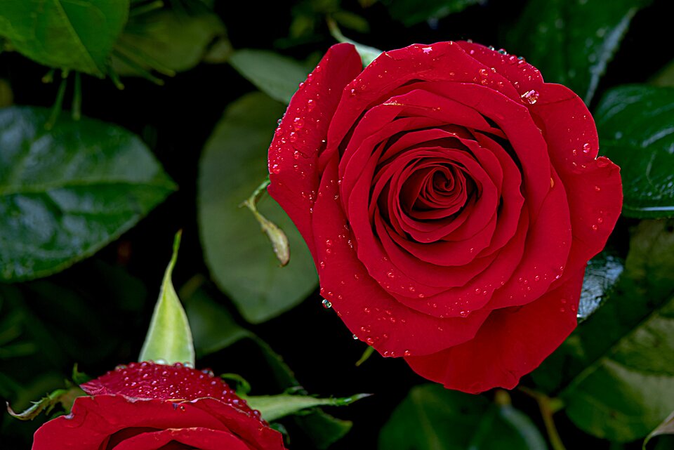 Park pod lupą 6 - mystic