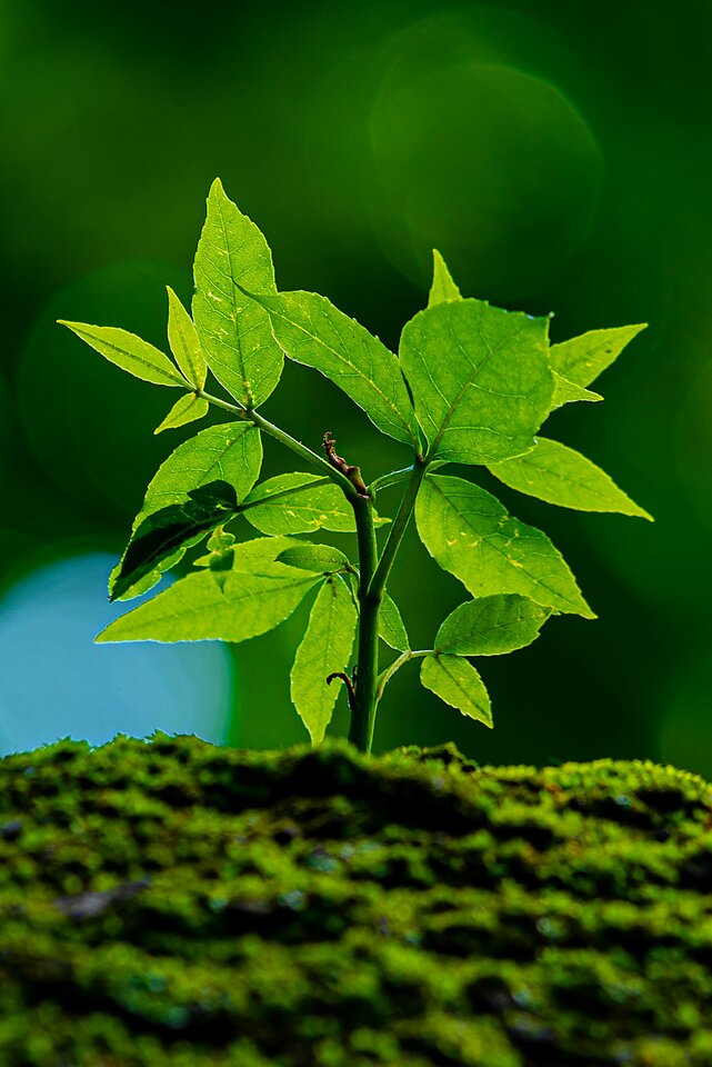 Park pod lupą 3 - mystic