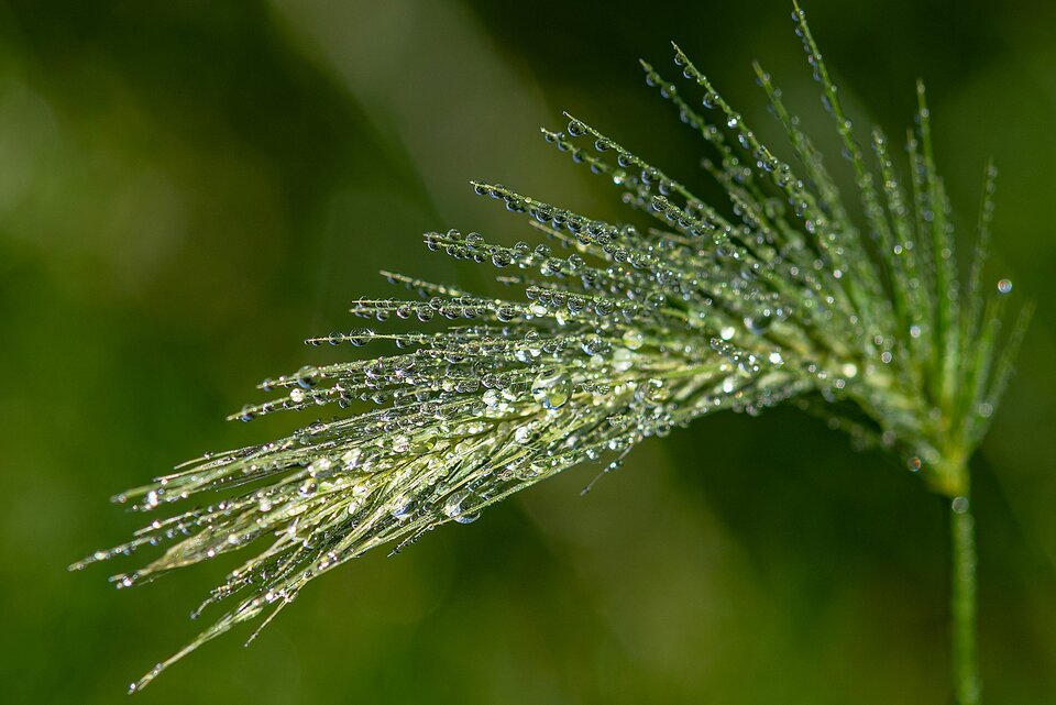 Park pod lupą 11 - mystic
