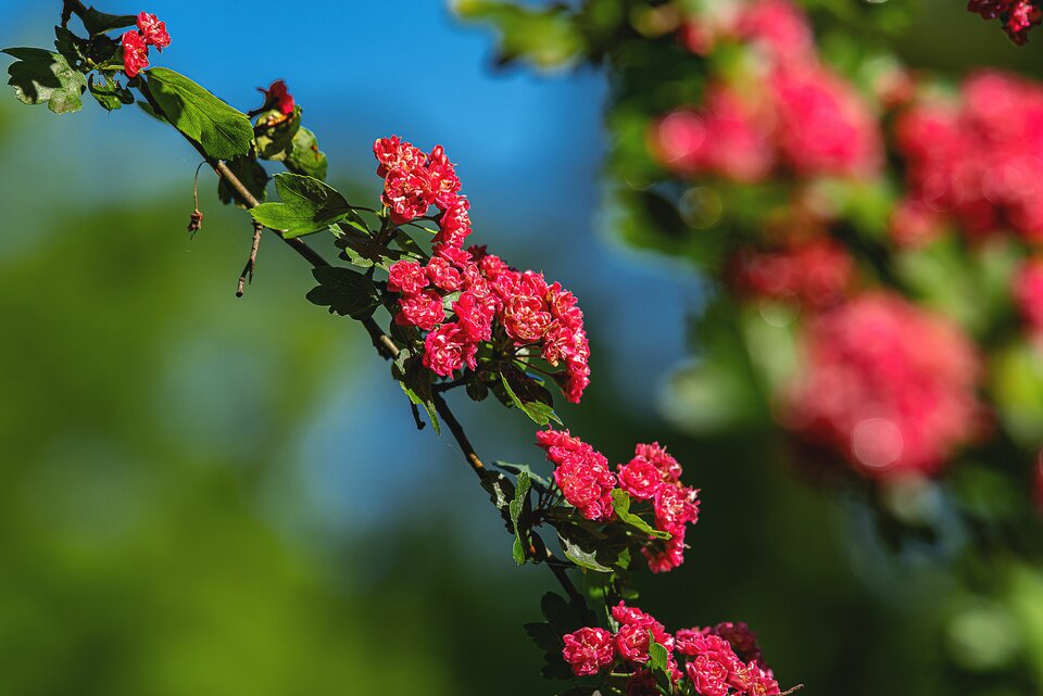 Park pod lupą 1 - mystic