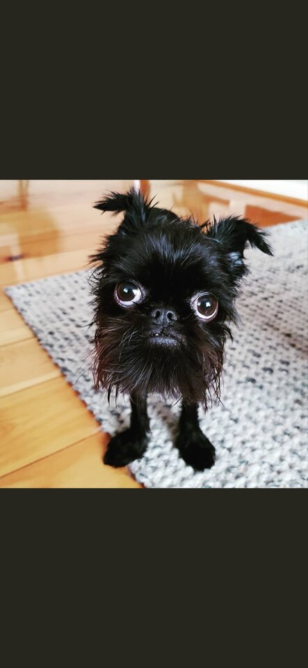 Screenshot_20200404_155007_com.twitter.android.jpg - Samson_69