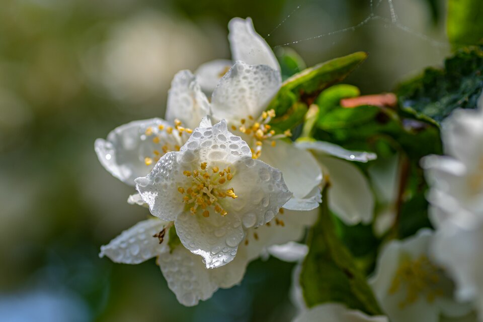 Sielanka 17 - mystic