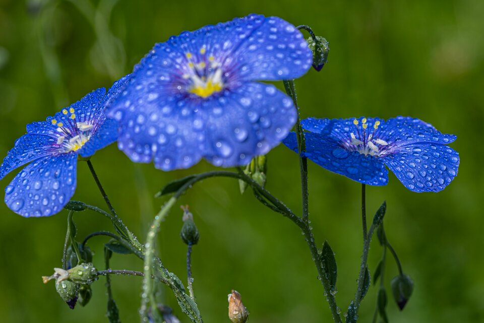 Sielanka 15 - mystic