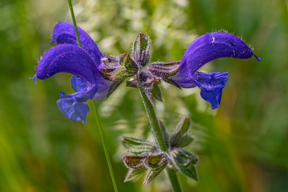 Sielanka 10 - mystic