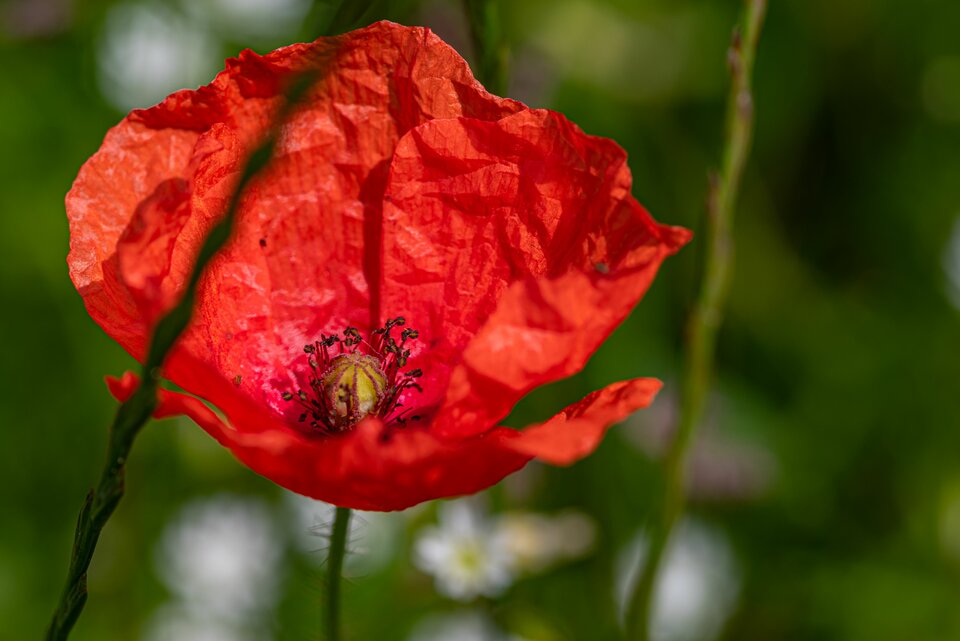 Sielanka 12 - mystic