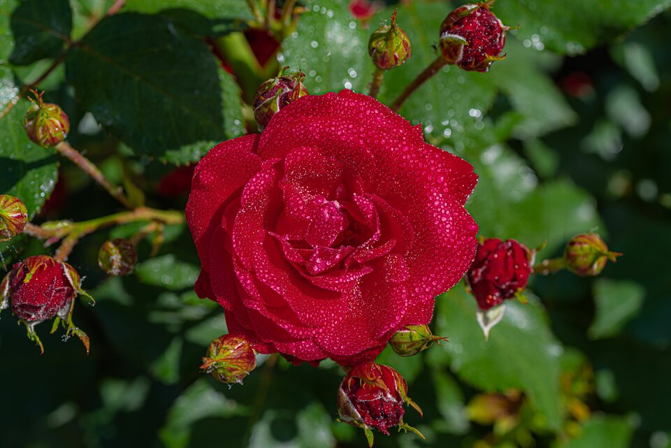 Sielanka 14 - mystic