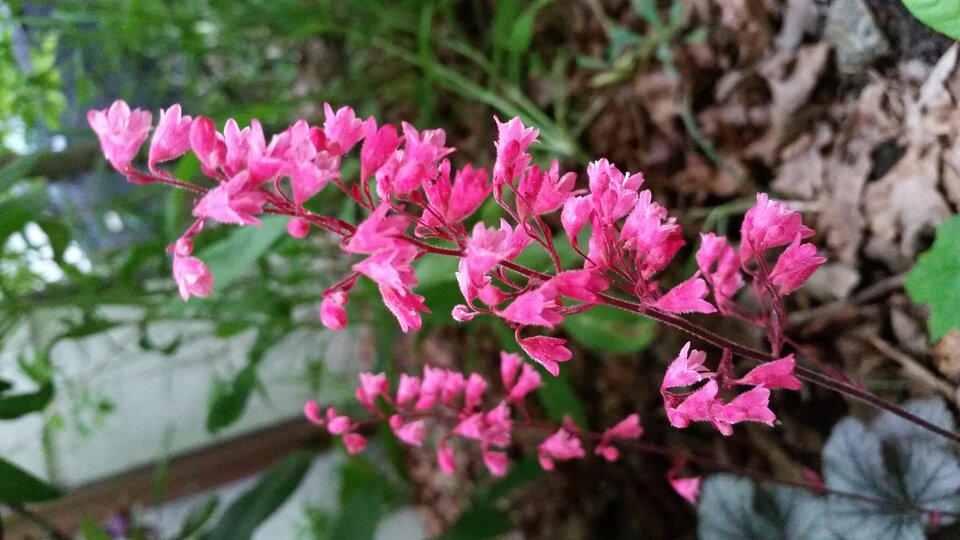 20200611_202551.jpg - skrad_dleihs