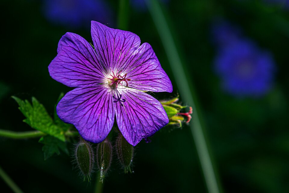 Bodziszek 3 - mystic