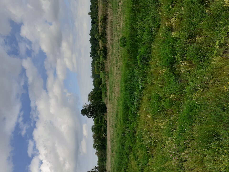 20200614_145656.jpg - Wilczek2