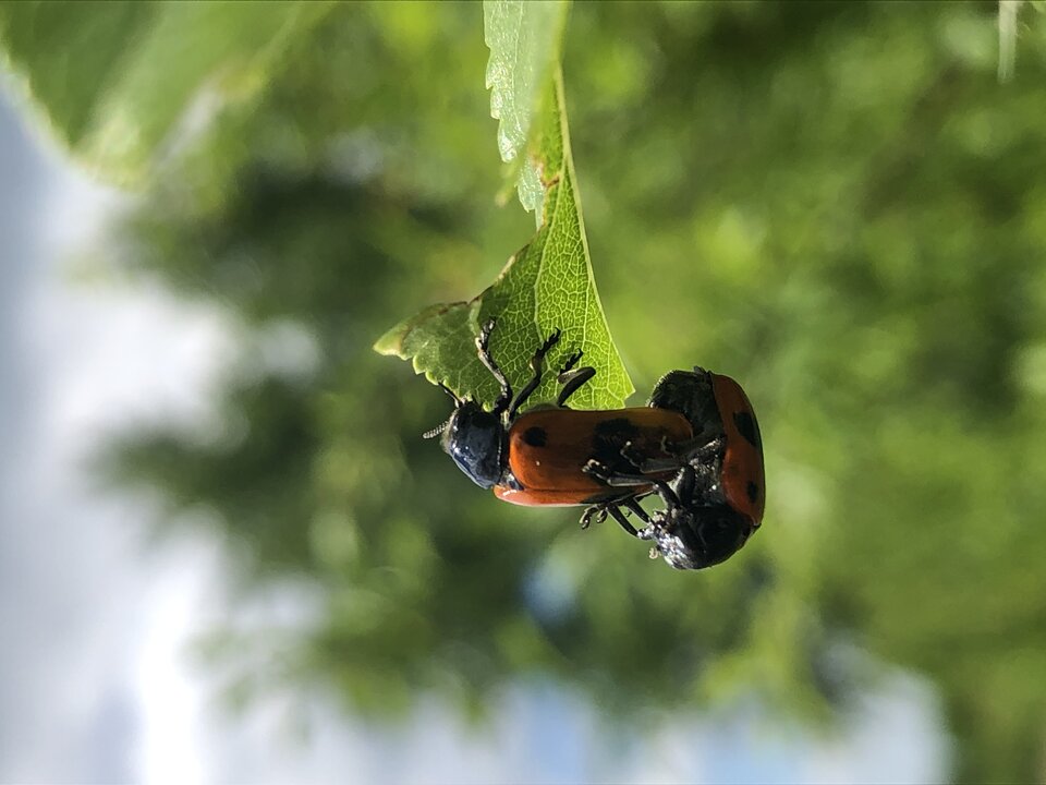 0E3F3A95-0A37-4ABE-8CDB-A0FD4676BC0F.jpeg - Parra3846