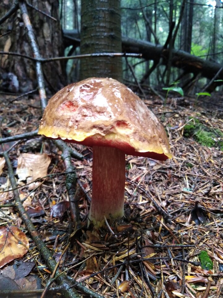 IMG_20200616_131221.jpg - demon13