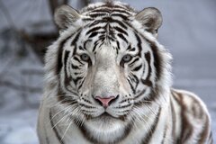big_51332280[1].jpg