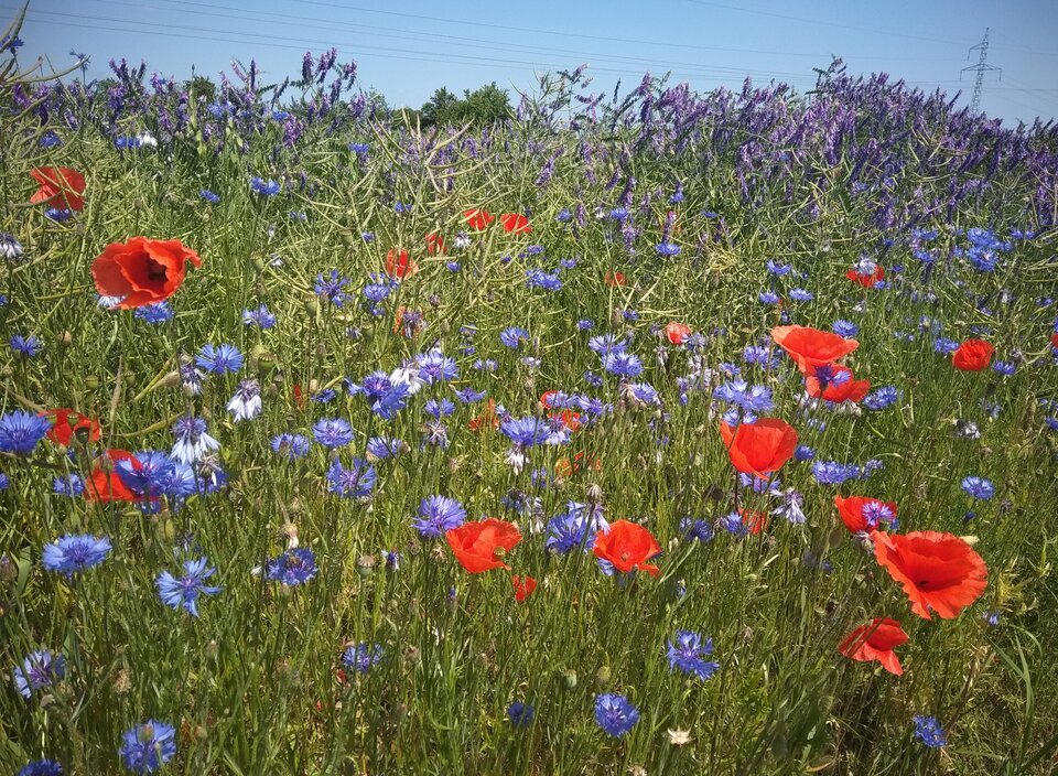 lato o krok ... - phenisex