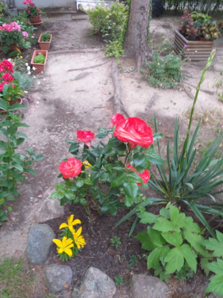 20200618_200541.jpg - WESOLAWDOWKA