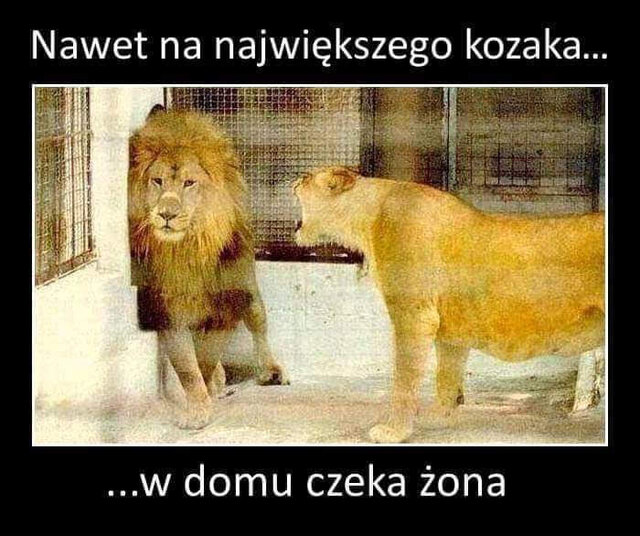 FB_IMG_1588105213585.jpg - MajerkaXXL