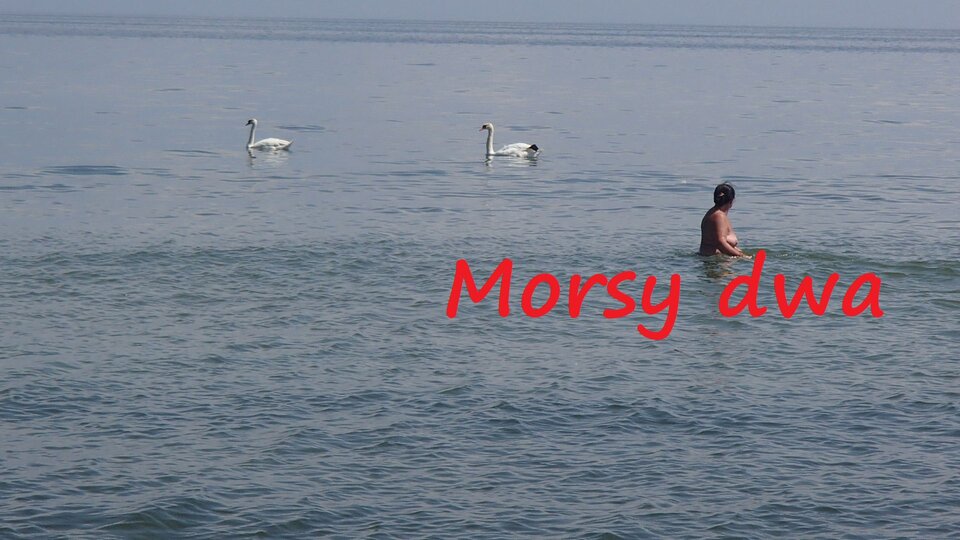 Oksywie. - Morsy_dwa
