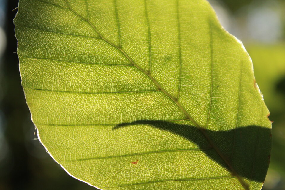 IMG_3681.JPG - Frankenstein12