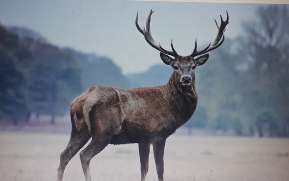 20200623_191410.jpg - jelensawa