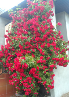 IMG_20200624_151428.jpg