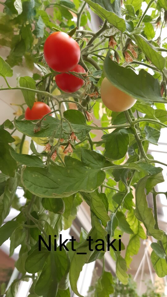 Na balkonie też  rosną  pomidory - Nikt_taki