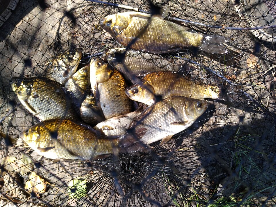 IMG_20200626_145220209.jpg - rafi07