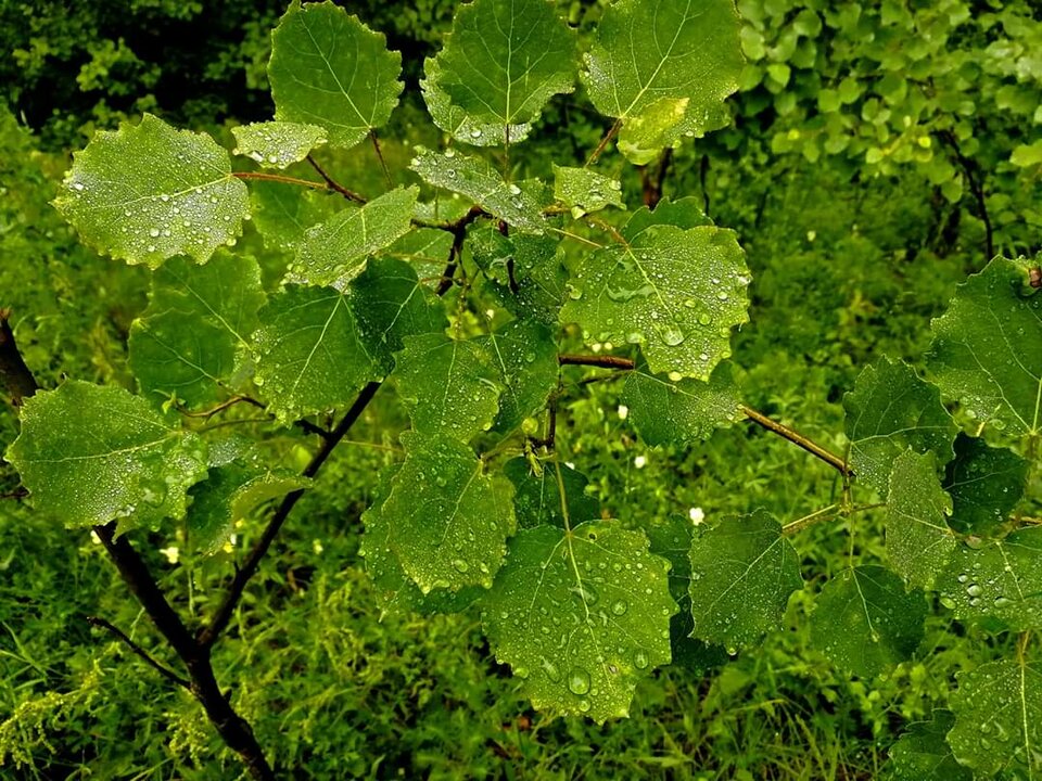 FB_IMG_1593610362287.jpg - Shinpu