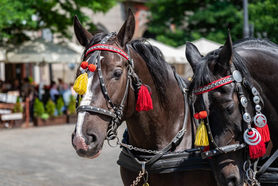 I tu też Qń - mystic