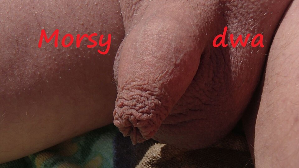 Grzanie w słoneczku. - Morsy_dwa