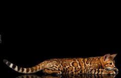 Kto polubi kotka, ma plusa :)