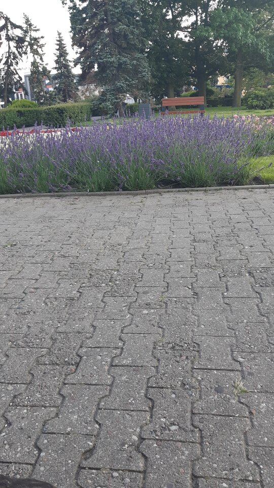 15947492027941947274471135320200.jpg - Ja198504