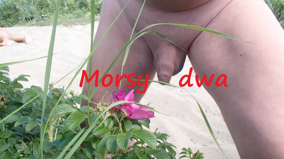 Z różą. - Morsy_dwa