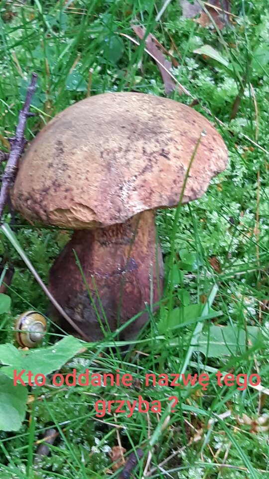 20200717_193212.jpg - Nikt_taki