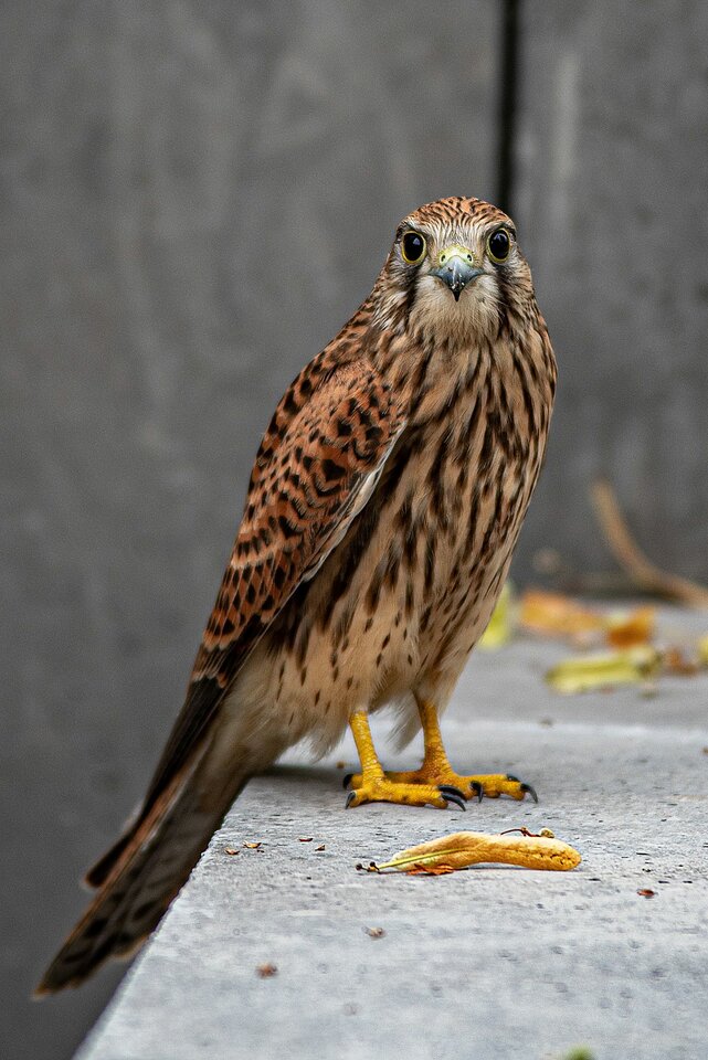 "To mówiłem ja - Jarząbek" - mystic