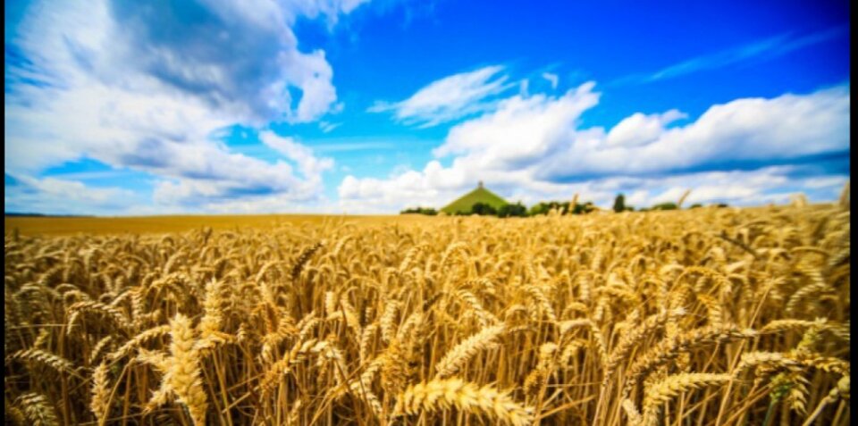 IMG_20200718_125955.jpg - phenisex