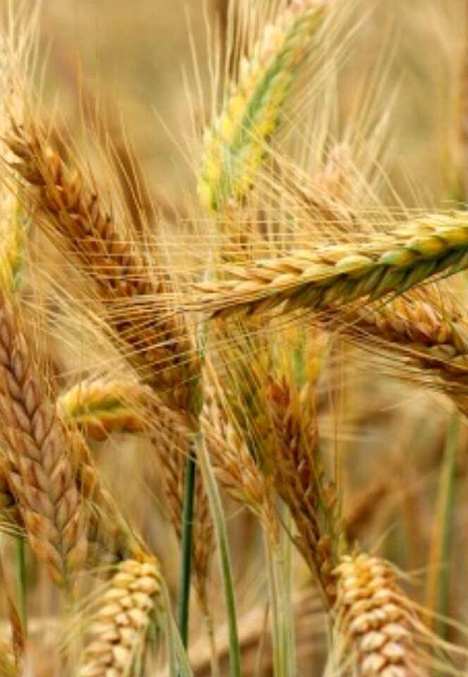 IMG_20200718_131040.jpg - phenisex