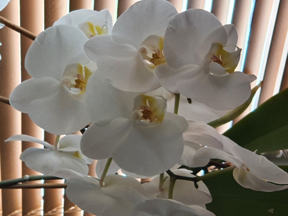 20200718_133947.jpg - Golabek1234